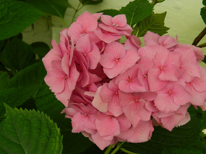 DSCN1475 - 2016 BRUGMANSII_CLEMATITE_HORTENSII 3