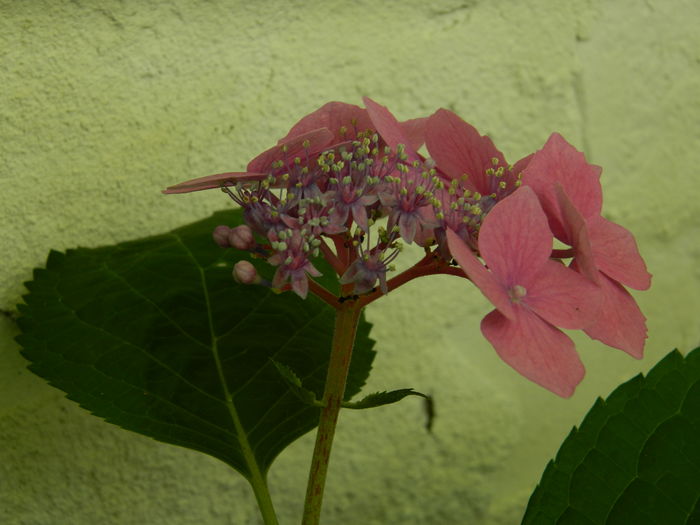 DSCN1476 - 2016 BRUGMANSII_CLEMATITE_HORTENSII 3