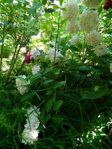 DSCN1496 - 2016 BRUGMANSII_CLEMATITE_HORTENSII 3