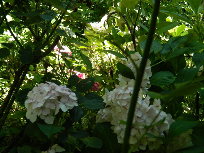 DSCN1497 - 2016 BRUGMANSII_CLEMATITE_HORTENSII 3