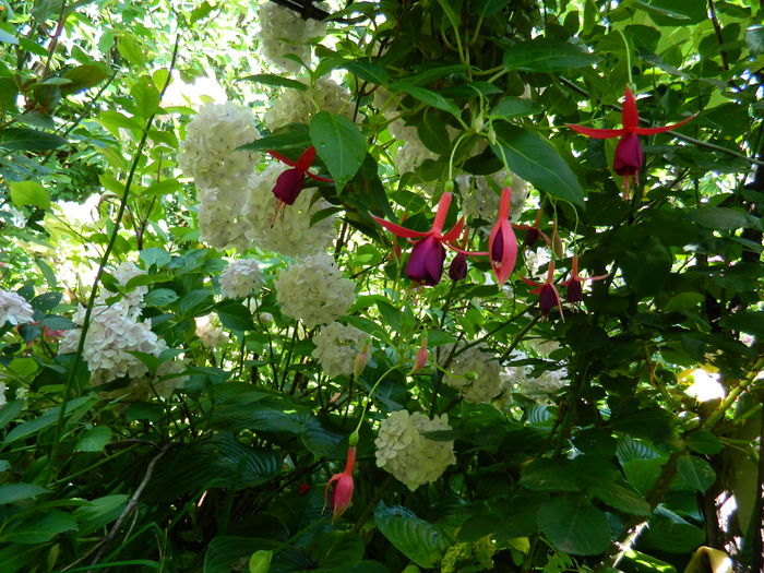 DSCN1500 - 2016 BRUGMANSII_CLEMATITE_HORTENSII 3