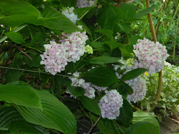 DSCN1523 - 2016 BRUGMANSII_CLEMATITE_HORTENSII 3