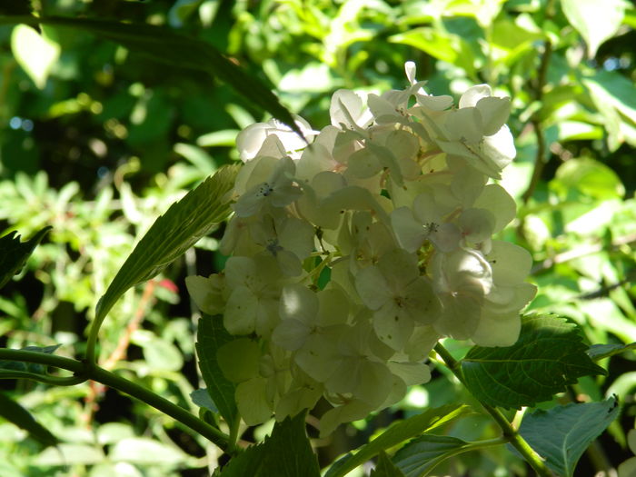 DSCN1528 - 2016 BRUGMANSII_CLEMATITE_HORTENSII 3