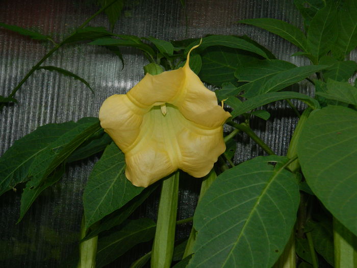 DSCN1538 - 2016 BRUGMANSII_CLEMATITE_HORTENSII 3