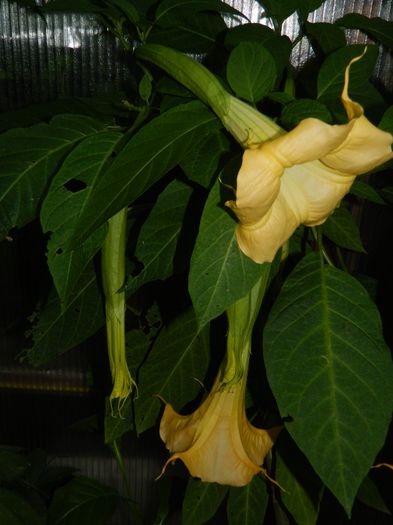 DSCN1540 - 2016 BRUGMANSII_CLEMATITE_HORTENSII 3