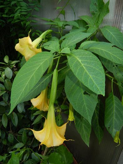 DSCN1541 - 2016 BRUGMANSII_CLEMATITE_HORTENSII 3