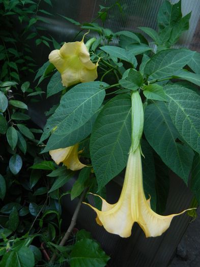 DSCN1542 - 2016 BRUGMANSII_CLEMATITE_HORTENSII 3