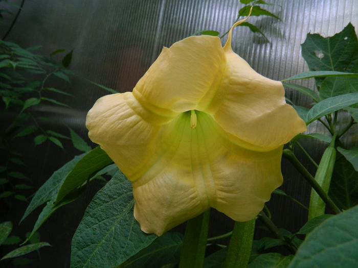 DSCN1543 - 2016 BRUGMANSII_CLEMATITE_HORTENSII 3