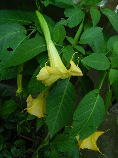 DSCN1545 - 2016 BRUGMANSII_CLEMATITE_HORTENSII 3