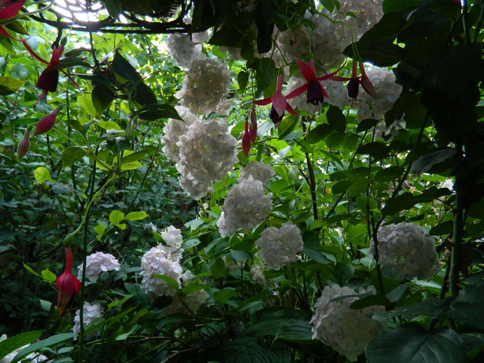 DSCN1592 - 2016 BRUGMANSII_CLEMATITE_HORTENSII 3