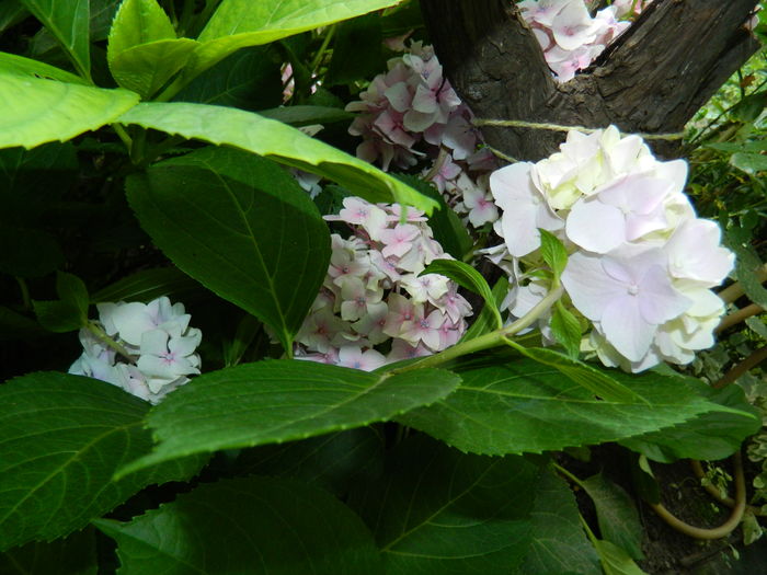 DSCN1601 - 2016 BRUGMANSII_CLEMATITE_HORTENSII 3