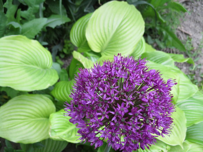 IMG_0030 - Romantic garden