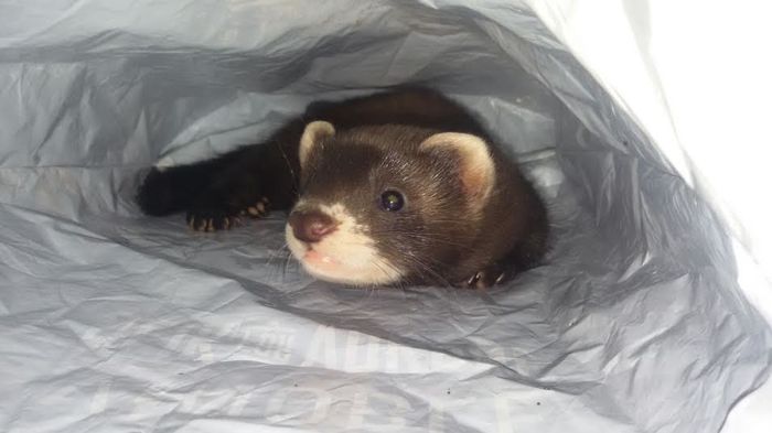 Turri; Dihorul nostru.
