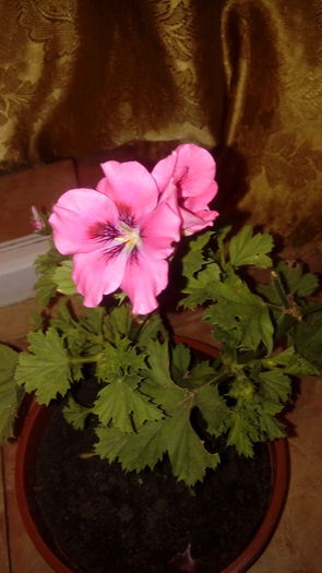 20160703_003406 - Muscate si alte plante