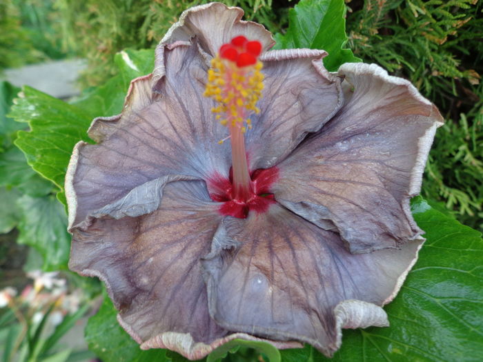 Prima floare - MOOREA D X1