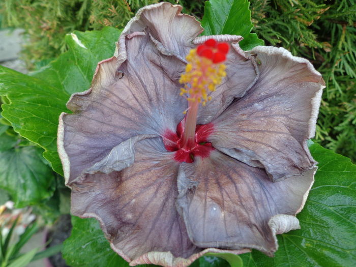 DSC04390 - MOOREA D X1
