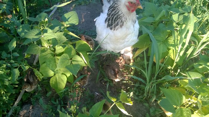 WP_20160703_001 - Paunii mei