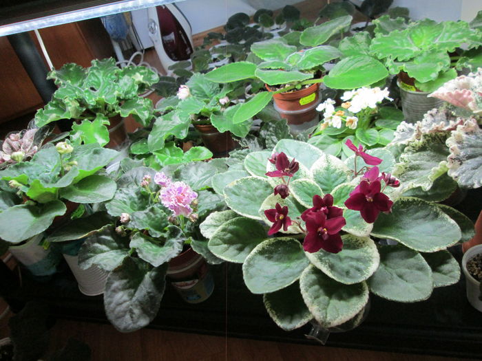 IMG_5545 - GRUP VIOLETE