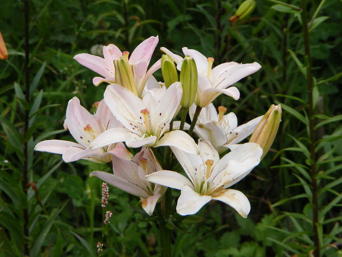 Spring Pink - Crini