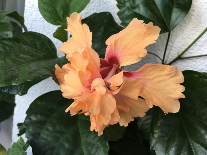 El Capitolio Orange-02.07