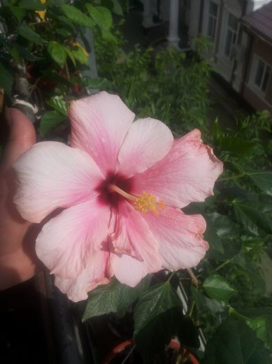 Classic Pink; Multumesc Merylou
