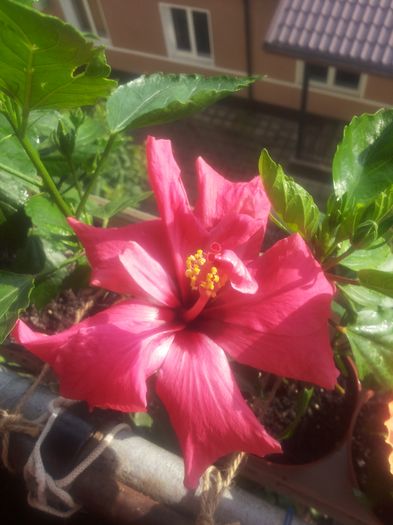 Cairo Rosa; Multumesc Henrietta.
