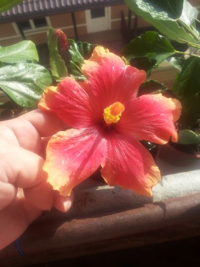 Krista; Multumesc Maria
