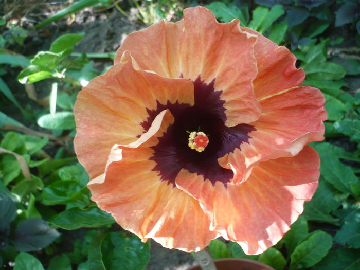 P1270865 - HIBISCUSI 2016-3