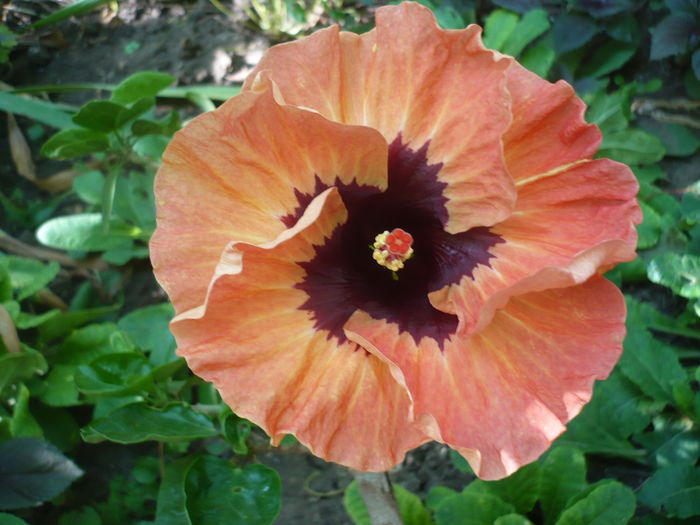 P1270866 - HIBISCUSI 2016-3