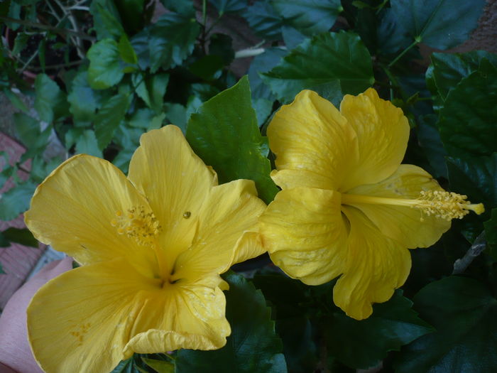 P1270870 - HIBISCUSI 2016-3