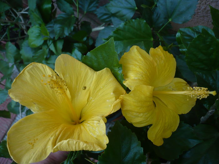 P1270871 - HIBISCUSI 2016-3