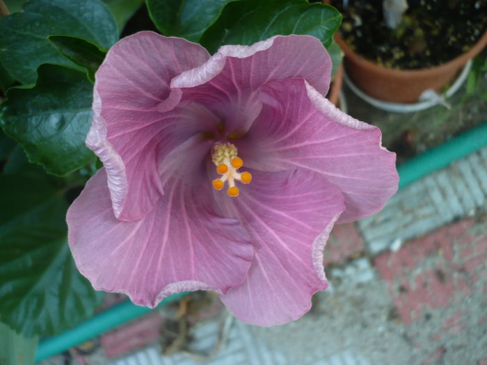 P1270872 - HIBISCUSI 2016-3