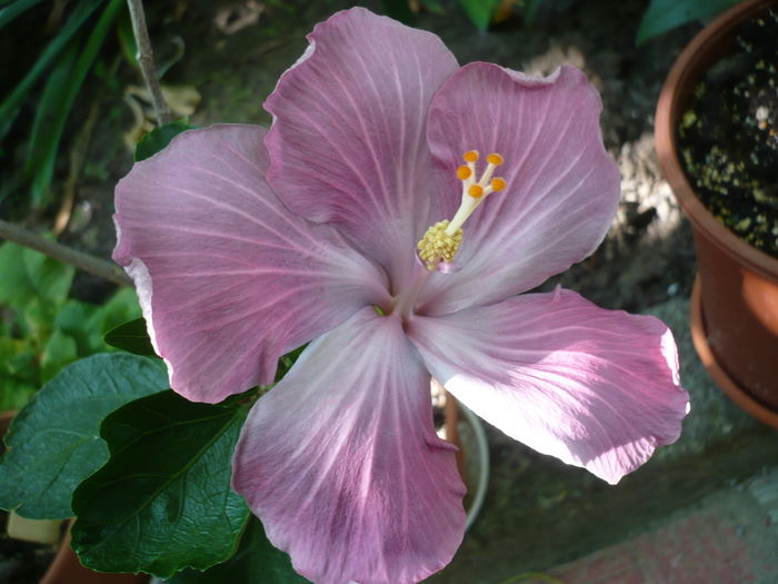 P1270874 - HIBISCUSI 2016-3