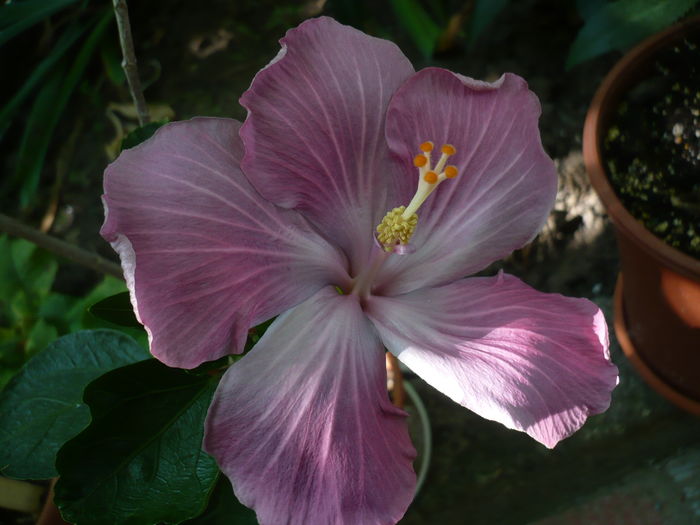 P1270875 - HIBISCUSI 2016-3