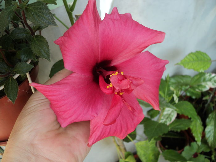 3 iul 2016 necunoscut (Cairo Rosa ?)