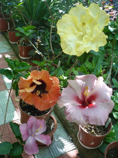 P1270877 - HIBISCUSI 2016-3