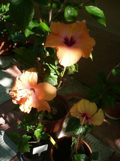 P1270880 - HIBISCUSI 2016-3