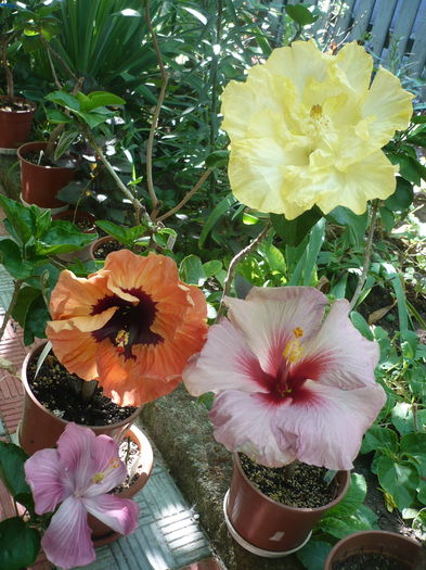 P1270883 - HIBISCUSI 2016-3