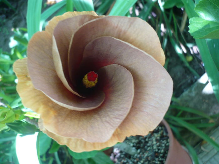 P1270890 - HIBISCUSI 2016-3