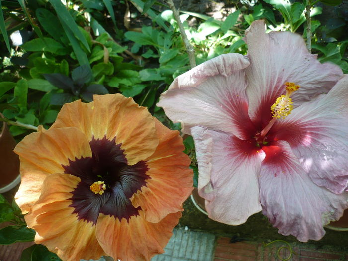 P1270892 - HIBISCUSI 2016-3