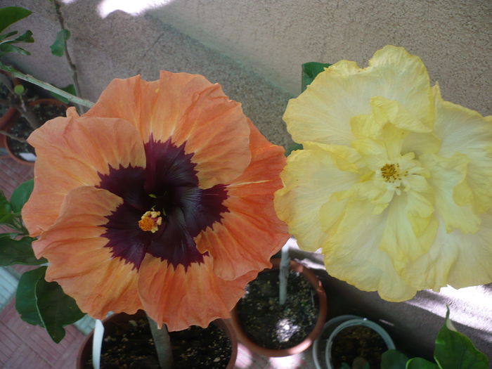 P1270895 - HIBISCUSI 2016-3