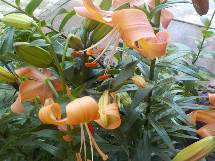 DSCN0535[1] - crini de gradina