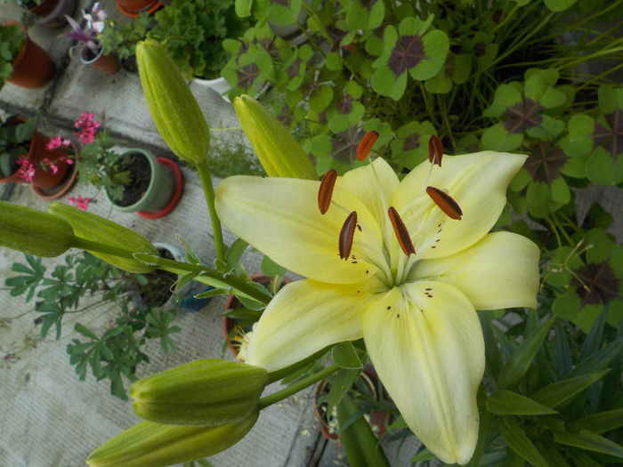 DSCN0537[1] - crini de gradina