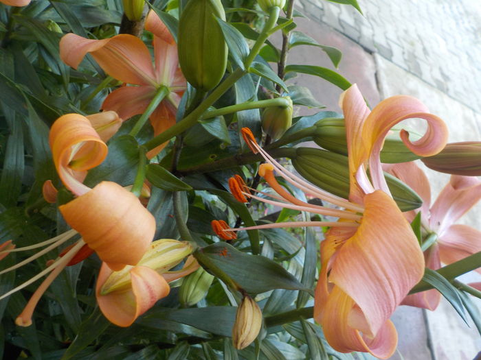 DSCN0536[1] - crini de gradina