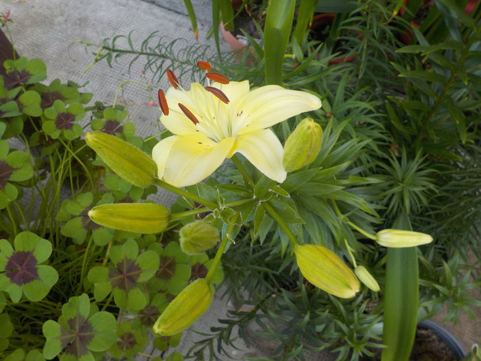 DSCN0538[1] - crini de gradina