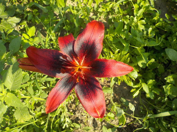 tango olina - crini de gradina