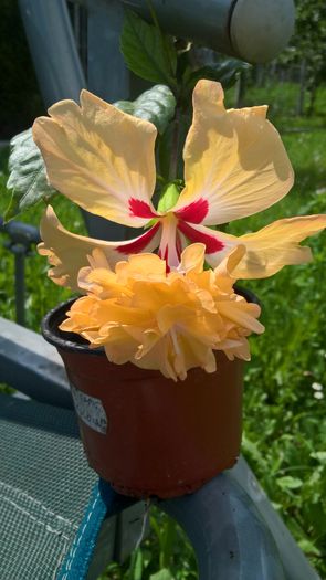 WP_20160703_11_32_38_Pro - Hibiscus El Capitolio Yellow