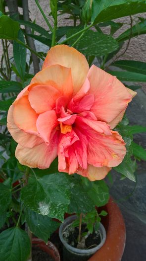 WP_20160703_09_02_36_Pro - Hibiscus Classic Apricot