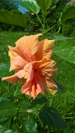 WP_20160703_11_31_43_Pro - Hibiscus Classic Apricot