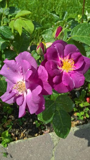 WP_20160703_11_35_58_Pro